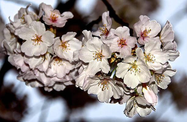 Wall Art - Photograph - Petals by Kathi Isserman