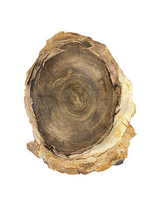 Wall Art - Photograph - Petrified Douglas Fir Tree Trunk Section by Science Photo Library