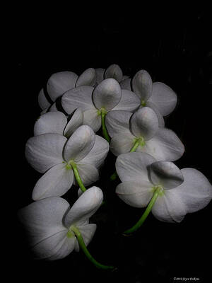 Phalaenopsis Backs by Joyce Dickens Phalaenopsis Backs by Joyce Dickens