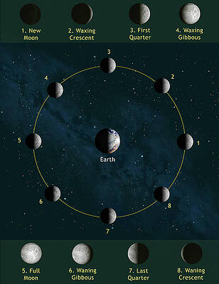Wall Art - Photograph - Phases Of The Moon by Science Photo Library