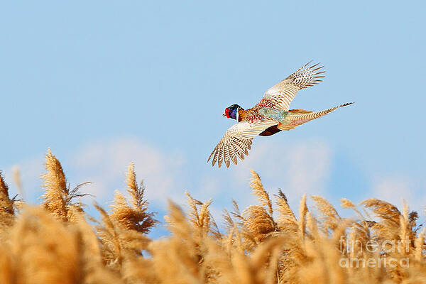 Wall Art - Photograph - Pheasant Fly By by Bill Singleton