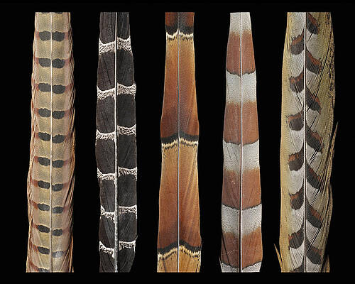Wall Art - Mixed Media - Pheasant Tail Composite by Chris Maynard