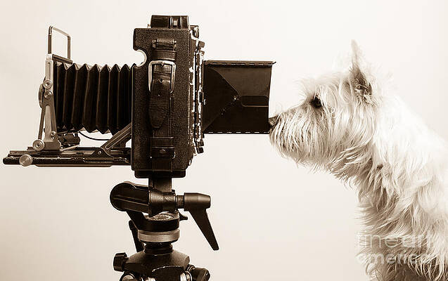 Pho Dog Grapher by Edward Fielding Pho Dog Grapher by Edward Fielding