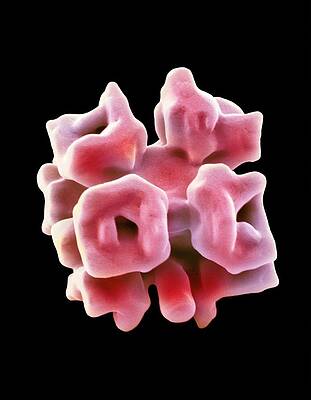 Wall Art - Photograph - Phosphate crystal, SEM by Science Photo Library