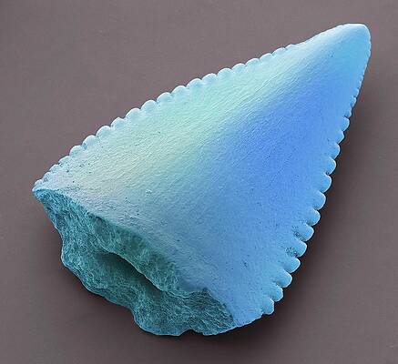 Wall Art - Photograph - Phytosaur Tooth Fossil by Science Photo Library