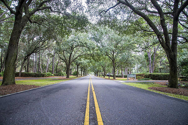 Wall Art - Photograph - Picture Perfect Drive by Bill Cubitt