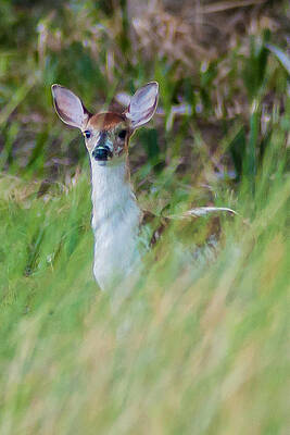 PIEBALD FAWN IN THE MARSH by Charles Moore PIEBALD FAWN IN THE MARSH by Charles Moore