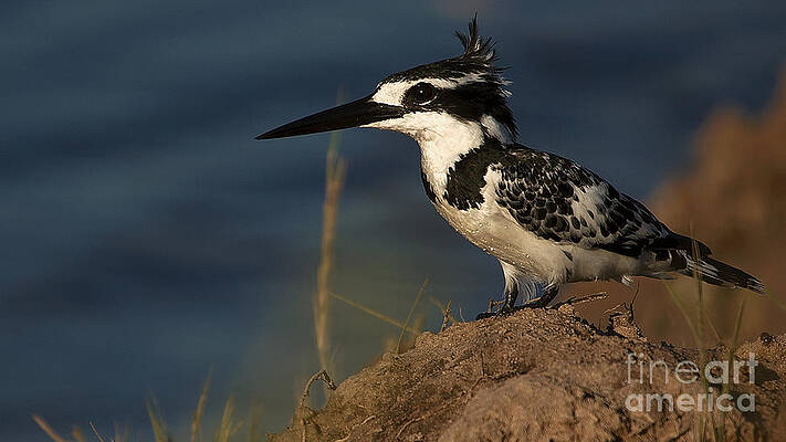 Pied Kingfisher by Mareko Marciniak Pied Kingfisher by Mareko Marciniak