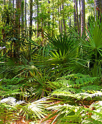 Pine and Palmetto Woods Filtered by Duane McCullough Pine and Palmetto Woods Filtered by Duane McCullough