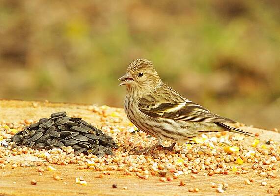 Pine Siskin With A Treat by Billy Griffis Jr Pine Siskin With A Treat by Billy Griffis Jr