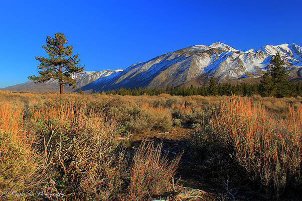 Wall Art - Photograph - Pine Tree in the Sage by Carla E
