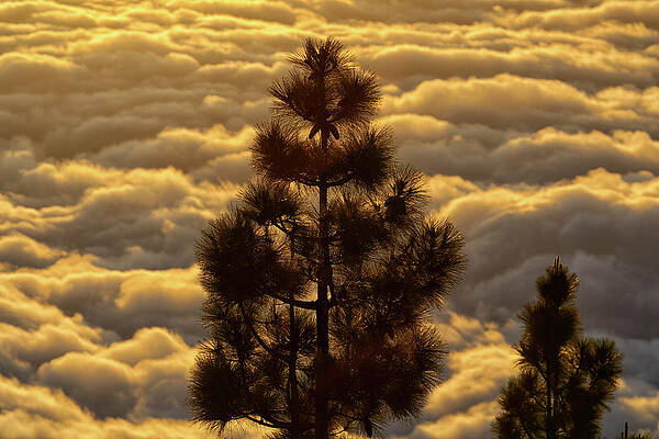 Wall Art - Photograph - Pine Trees With Cloudscape by David Santiago Garcia