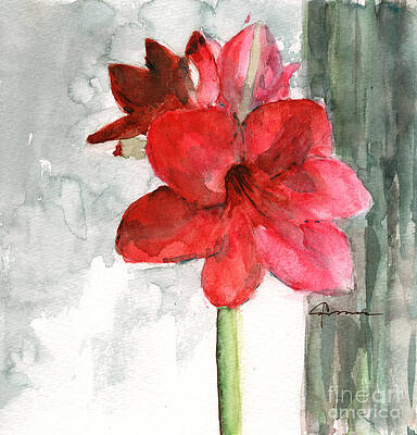Pink Amaryllis by Claudia Hafner Pink Amaryllis by Claudia Hafner