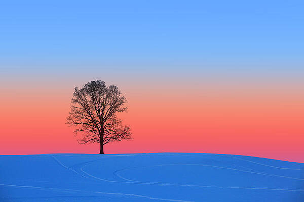 Pink and Blue Silhouette by Larry Landolfi Pink and Blue Silhouette by Larry Landolfi