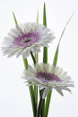 Pink and White Gerbera by Kim Aston Pink and White Gerbera by Kim Aston