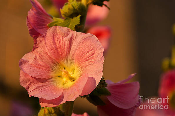 Light Orange and Yellow Hollyhock by Sue Smith Light Orange and Yellow Hollyhock by Sue Smith