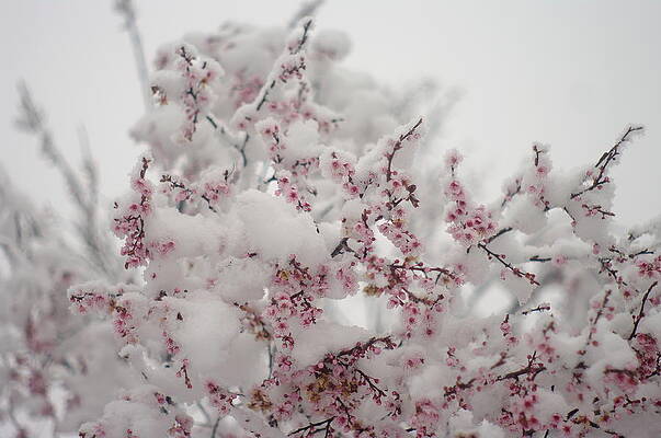 Pink Spring Blossoms In the Snow by Suzanne Powers Pink Spring Blossoms In the Snow by Suzanne Powers
