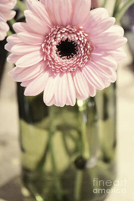 Pink Blush by Traci Cottingham Pink Blush by Traci Cottingham