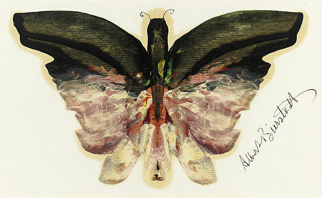Pink Butterfly Print by Albert Bierstadt