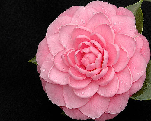 Pink Camellia After Rain by Steve Kaye Pink Camellia After Rain by Steve Kaye