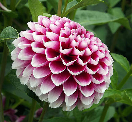 Pink Dahlia by Joyce Wasser Pink Dahlia by Joyce Wasser