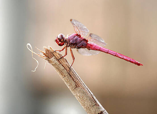 Pink Dragonfly by Sarah Broadmeadow-Thomas Pink Dragonfly by Sarah Broadmeadow-Thomas