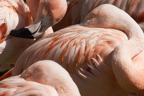 Pink flamingo by Charles Lupica Pink flamingo by Charles Lupica