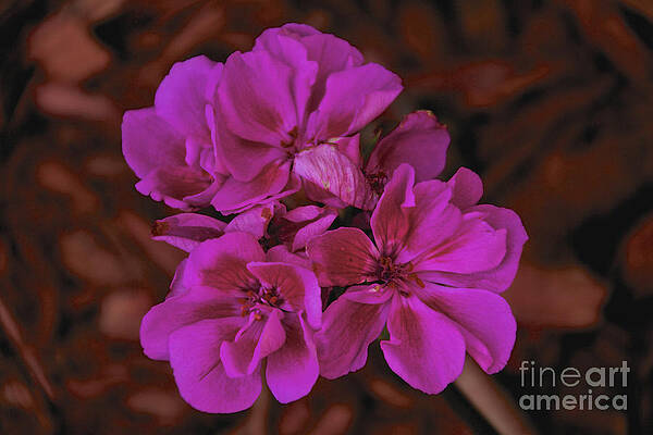 Spring Photograph - Pink Geranium by William Norton