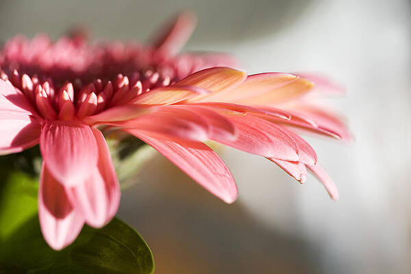 Pink Gerber Daisy by Marilyn Hunt Pink Gerber Daisy by Marilyn Hunt