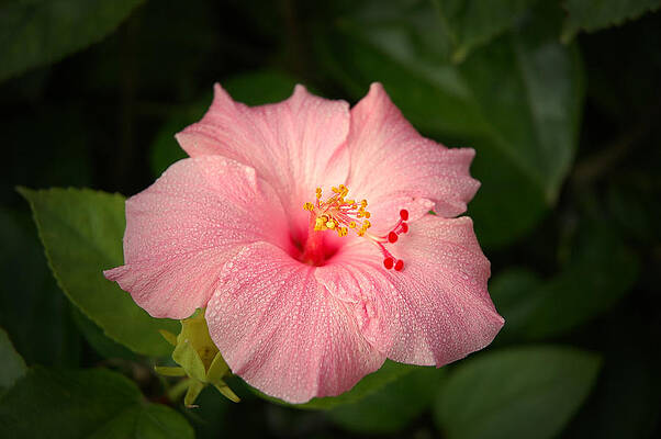 Pink Hibiscus by David Weeks Pink Hibiscus by David Weeks