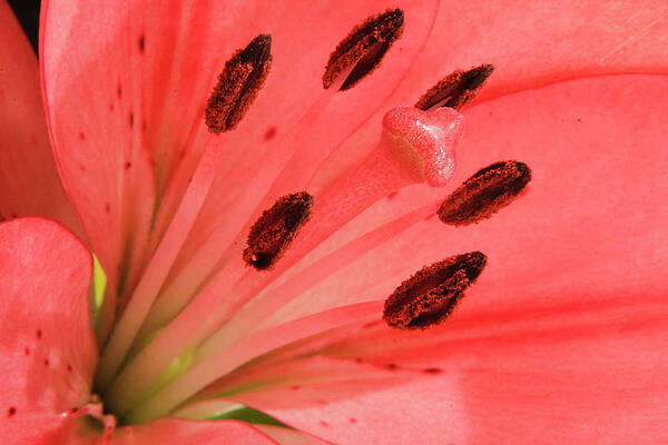 Wall Art - Photograph - Pink Lily Macro by Adam Romanowicz