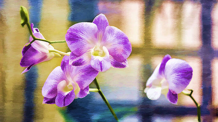 Pink Orchids by John Franco