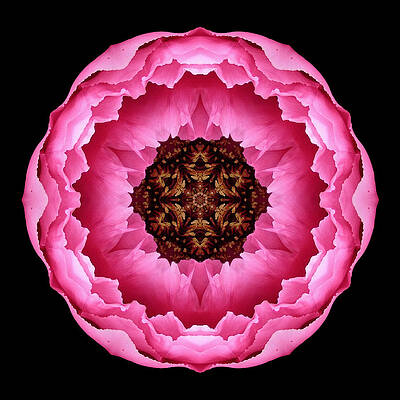 Pink Peony Flower Mandala by David J Bookbinder Pink Peony Flower Mandala by David J Bookbinder