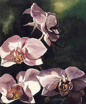 Wall Art - Painting - Pink Phalaenopsis Orchid by Alfred Ng