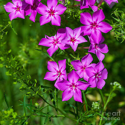 Wall Art - Photograph - Pink Phlox by Diane Macdonald