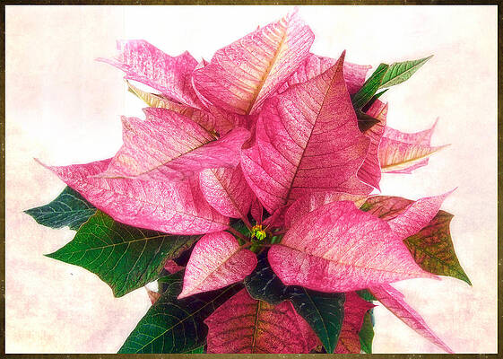 Pink Poinsettia by Louise Kumpf Pink Poinsettia by Louise Kumpf