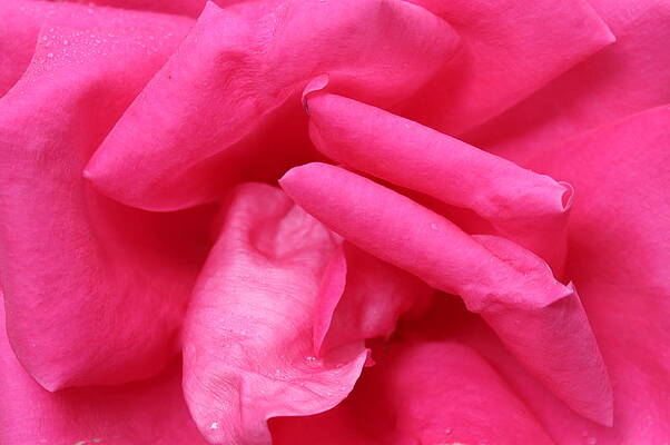 Pink rose closeup by Nancy Mell