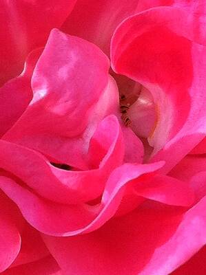 Pink Rose by Tracy W Smith Pink Rose by Tracy W Smith