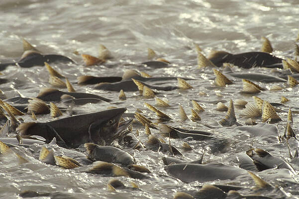 Wall Art - Photograph - Pink Salmon Spawning In Mass Lowe River by Michael Quinton