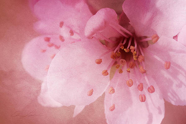 Pink Spring Blossom by Ann Lauwers Pink Spring Blossom by Ann Lauwers