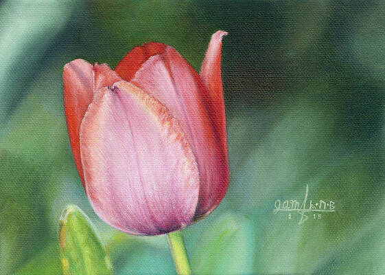 Pink Tulip by Joshua Martin Pink Tulip by Joshua Martin