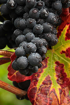 Pinot Noir grapes in the rain by Charles Lupica Pinot Noir grapes in the rain by Charles Lupica