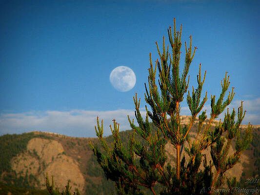 Pinyon Moon by Aaron Burrows Pinyon Moon by Aaron Burrows