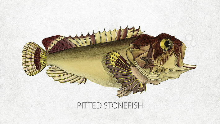 Stonefish Art - Fine Art America