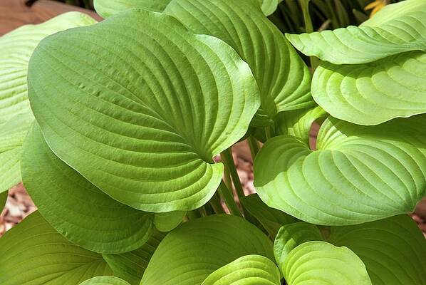 Wall Art - Photograph - Plantain Lily (hosta 'august Moon') by Science Photo Library