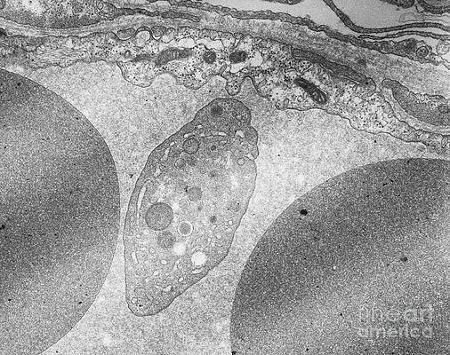 Wall Art - Photograph - Platelet And Red Blood Cells Tem by David M. Phillips