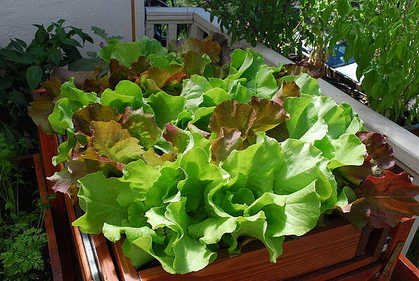 Playful Lettuce in Salad Tray by Steve Masley