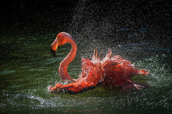 Flamingo Splashing in Water Print
