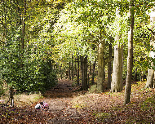 Playing in the woods by David Isaacson Playing in the woods by David Isaacson