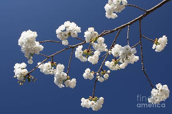 Plum Blossoms 2 by Vicki Maheu Plum Blossoms 2 by Vicki Maheu